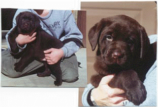 Winne x Steeler Pups